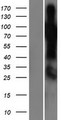 SHQ1 Protein - Western validation with an anti-DDK antibody * L: Control HEK293 lysate R: Over-expression lysate