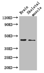 SHREW-1 / AJAP1 Antibody - Positive WB detected in:Mouse brain tissue,Mouse skeletal muscle tissue;All lanes: AJAP1 antibody at 2.7ug/ml;Secondary;Goat polyclonal to rabbit IgG at 1/50000 dilution;Predicted band size: 45 kDa;Observed band size: 45 kDa;