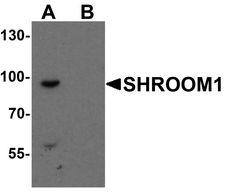 SHROOM1 Antibody - Western blot analysis of SHROOM1 in mouse heart tissue lysate with SHROOM1 antibody at 1 ug/ml in (A) the absence and (B) the presence of blocking peptide.