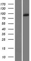 SHROOM1 Protein - Western validation with an anti-DDK antibody * L: Control HEK293 lysate R: Over-expression lysate