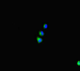 SHROOM3 Antibody - Immunofluorescent analysis of HepG2 cells diluted at 1:100 and Alexa Fluor 488-congugated AffiniPure Goat Anti-Rabbit IgG(H+L)
