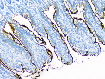 SI / Sucrase Isomaltase Antibody - IHC staining of FFPE rat intestine with Sucrase Isomaltase antibody at 1ug/ml. HIER: boil tissue sections in pH6, 10mM citrate buffer, for 10-20 min followed by cooling at RT for 20 min.