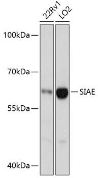 SIAE Antibody - Western blot analysis of extracts of various cell lines using SIAE Polyclonal Antibody at dilution of 1:3000.