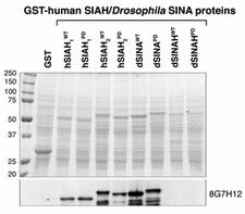 SIAH1 Antibody - SIAH 1/2 Antibody (8G7H12) - Anti-SINA/SIAH monoclonal antibodies recognize both Drosophila SINA and human SIAH. There are two SINA-like E3 ligases, SINA and SINAH, in Drosophila. SINA monoclonal antibody 8G7H12 is highly specific in recognizing both Drosophila SINA and human SIAH proteins but not Drosophila SINAH. Coomassie blue staining patterns of both the wild-type (WT) and dominant negative (PD) forms of affinity-purified recombinant GST-SINA/SINAH/SIAH fusion proteins are shown in the top panel. Protein standards were included and are shown in kD. Cross-reactivity of SINA monoclonal antibody 8G7H12 against Drosophila SINA and SINAH, and human hSIAH-1 and hSIAH-2 proteins were determined. Anti-SINA-C-terminal antibody 8G7H12 recognizes both human SIAH-1 and SIAH-2 protein.