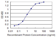 SIAH1 Antibody - Detection limit for recombinant GST tagged SIAH1 is 0.03 ng/ml as a capture antibody.