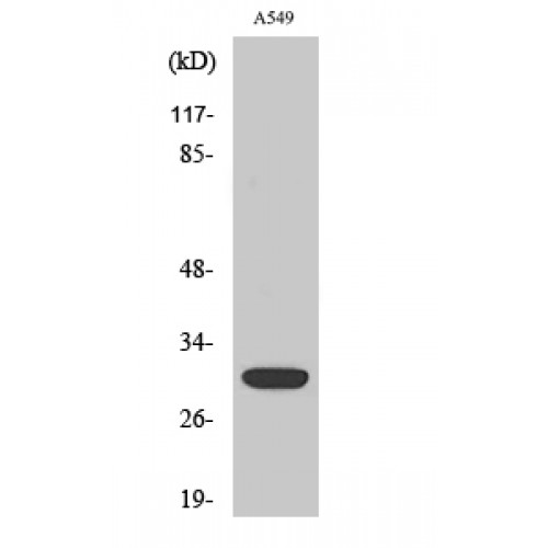 SIAH1/SIAH2 Antibody - Western blot of Siah-1/2 antibody