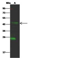 SIAH2 Antibody - Anti-SIAH2 rabbit polyclonal antibody at 1:500 dilution. Lane A: MCF7 Whole Cell Lysate. Lysates/proteins at 30 ug per lane. Secondary: Goat Anti-Rabbit IgG H&L (Dylight 800) at 1/10000 dilution. Developed using the Odyssey technique. Performed under reducing conditions. Predicted band size: 35 kDa. Observed band size: 45 kDa.