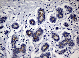 Sialylated Lewis a / CA 19-9 Antibody - IHC of paraffin-embedded Human breast tissue using anti-CA19-9 mouse monoclonal antibody.