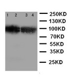 SIDT1 Antibody - WB of SIDT1 antibody. Lane 1: HELA Cell Lysate. Lane 2: COLO320 Cell Lysate. Lane 3: SW620 Cell Lysate. Lane 4: HT1080 Cell Lysate.