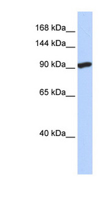 SIDT2 Antibody - SIDT2 antibody western blot of HeLa cell lysate.  This image was taken for the unconjugated form of this product. Other forms have not been tested.