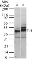 SIGIRR Antibody - Western blot of human TIR8 in 15 ugs of (A) human kidney and (B) mouse kidney cell lysate using antibody at 0.5 ug/ml.