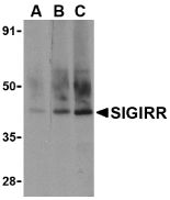 SIGIRR Antibody - Western blot of whole cell lysate from A549 human lung adenocarcinoma cells probed with Rabbit anti-Mouse SIGIRR at 0.5(A), 1(B) and 2(C) ug/ml