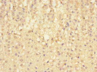 SIGIRR Antibody - Immunohistochemistry of paraffin-embedded human adrenal gland tissue at dilution 1:100