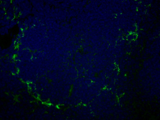 SIGLEC1 / CD169 / Sialoadhesin Antibody - Immunohistochemistry of mouse spleen with Rat anti-Mouse CD169 This image was taken for the unconjugated form of this product. Other forms have not been tested.