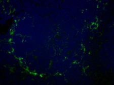 SIGLEC1 / CD169 / Sialoadhesin Antibody - Immunohistochemistry of mouse spleen with Rat anti-Mouse CD169 This image was taken for the unconjugated form of this product. Other forms have not been tested.