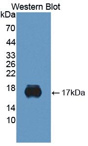 SIGLEC10 Antibody - Western Blot; Sample: Recombinant protein.