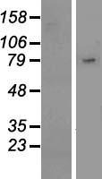SIGLEC10 Protein - Western validation with an anti-DDK antibody * L: Control HEK293 lysate R: Over-expression lysate