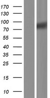 SIGLEC10 Protein - Western validation with an anti-DDK antibody * L: Control HEK293 lysate R: Over-expression lysate