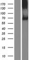 SIGLEC11 Protein - Western validation with an anti-DDK antibody * L: Control HEK293 lysate R: Over-expression lysate