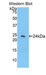 SIGLEC12 Antibody - Western blot of recombinant SIGLEC12 / SIGLEC-12.  This image was taken for the unconjugated form of this product. Other forms have not been tested.