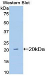 SIGLEC12 Antibody - Western blot of recombinant SIGLEC12 / SIGLEC-12.  This image was taken for the unconjugated form of this product. Other forms have not been tested.