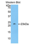 SIGLEC12 Antibody - Western blot of SIGLEC12 antibody.