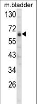 SIGLEC12 Antibody - Western blot of SIGLEC12 Antibody in mouse bladder tissue lysates (35 ug/lane). SIGLEC12 (arrow) was detected using the purified antibody.