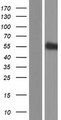 SIGLEC12 Protein - Western validation with an anti-DDK antibody * L: Control HEK293 lysate R: Over-expression lysate