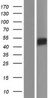 SIGLEC14 Protein - Western validation with an anti-DDK antibody * L: Control HEK293 lysate R: Over-expression lysate