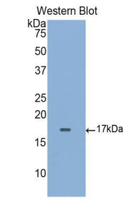 SIGLEC5 / CD170 Antibody - Western blot of recombinant SIGLEC5 / CD170.  This image was taken for the unconjugated form of this product. Other forms have not been tested.