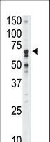 SIGLEC5 / CD170 Antibody - The anti-Siglec5 N-term antibody is used in Western blot to detect Siglec5 in mouse liver tissue lysate.