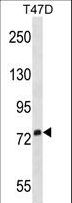 SIGLEC5 / CD170 Antibody - SIGLEC5 Antibody  western blot of T47D cell line lysates (35 ug/lane). The SIGLEC5 antibody detected the SIGLEC5 protein (arrow).