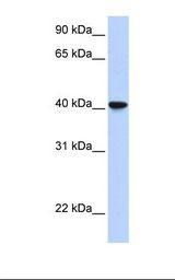 SIGLEC6 Antibody - Fetal lung lysate. Antibody concentration: 1.0 ug/ml. Gel concentration: 12%.  This image was taken for the unconjugated form of this product. Other forms have not been tested.