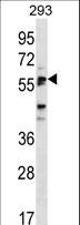 SIGLEC6 Antibody - SIGLEC6 Antibody western blot of 293 cell line lysates (35 ug/lane). The SIGLEC6 antibody detected the SIGLEC6 protein (arrow).