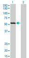 SIGLEC6 Antibody - Western Blot analysis of SIGLEC6 expression in transfected 293T cell line by SIGLEC6 monoclonal antibody (M02), clone 2G6.Lane 1: SIGLEC6 transfected lysate(48.3 KDa).Lane 2: Non-transfected lysate.