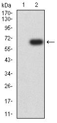 SIGLEC6 Antibody - Western blot analysis using CD327 mAb against HEK293 (1) and CD327 (AA: extra 27-347)-hIgGFc transfected HEK293 (2) cell lysate.