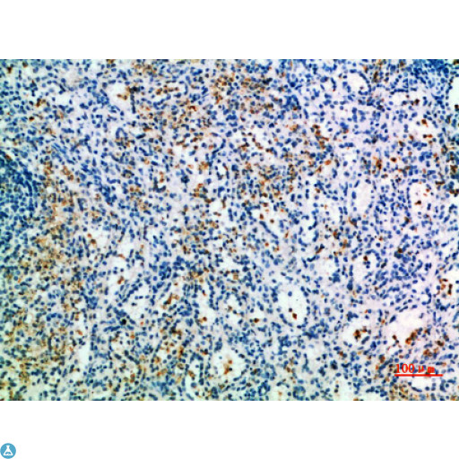 SIGLEC6 Antibody - Immunohistochemical analysis of paraffin-embedded human-spleen, antibody was diluted at 1:200.