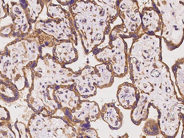 SIGLEC6 Antibody - Immunochemical staining of human SIGLEC6 in human placenta with rabbit polyclonal antibody at 1:100 dilution, formalin-fixed paraffin embedded sections.