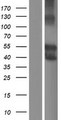 SIGLEC6 Protein - Western validation with an anti-DDK antibody * L: Control HEK293 lysate R: Over-expression lysate