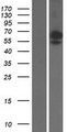 SIGLEC6 Protein - Western validation with an anti-DDK antibody * L: Control HEK293 lysate R: Over-expression lysate