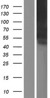 SIGLEC6 Protein - Western validation with an anti-DDK antibody * L: Control HEK293 lysate R: Over-expression lysate