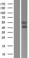 SIGLEC6 Protein - Western validation with an anti-DDK antibody * L: Control HEK293 lysate R: Over-expression lysate