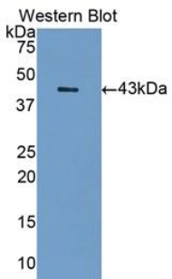 SIGLEC7 / CD328 Antibody - Western blot of recombinant SIGLEC7 / CD328.  This image was taken for the unconjugated form of this product. Other forms have not been tested.