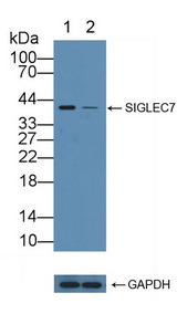 SIGLEC7 / CD328 Antibody - Knockout Varification: Lane 1: Wild-type A549 cell lysate; Lane 2: SIGLEC7 knockout A549 cell lysate; Predicted MW: 51,41,16kd Observed MW: 41kd Primary Ab: 3µg/ml Rabbit Anti-Human SIGLEC7 Antibody Second Ab: 0.2µg/mL HRP-Linked Caprine Anti-Rabbit IgG Polyclonal Antibody