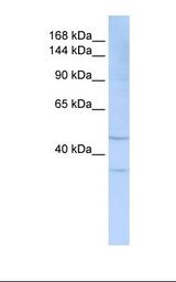 SIGLEC7 / CD328 Antibody - 721_B cell lysate. Antibody concentration: 1.0 ug/ml. Gel concentration: 6-18%.  This image was taken for the unconjugated form of this product. Other forms have not been tested.