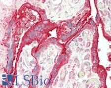 SIGLEC7 / CD328 Antibody - Human Placenta: Formalin-Fixed, Paraffin-Embedded (FFPE)