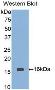 SIGLEC7 / CD328 Antibody - Western blot of recombinant SIGLEC7 / CD328.  This image was taken for the unconjugated form of this product. Other forms have not been tested.