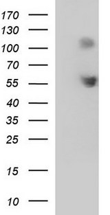 SIGLEC7 / CD328 Antibody - HEK293T cells were transfected with the pCMV6-ENTRY control (Left lane) or pCMV6-ENTRY SIGLEC7 (Right lane) cDNA for 48 hrs and lysed. Equivalent amounts of cell lysates (5 ug per lane) were separated by SDS-PAGE and immunoblotted with anti-SIGLEC7.