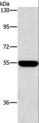 SIGLEC7 / CD328 Antibody - Western blot analysis of A549 cell, using SIGLEC7 Polyclonal Antibody at dilution of 1:650.