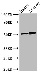 SIGLEC7 / CD328 Antibody - Positive WB detected in:Mouse heart tissue,Mouse kidney tissue;All lanes:SIGLEC7 antibody at 3?g/ml;Secondary;Goat polyclonal to rabbit IgG at 1/50000 dilution;Predicted band size: 52,42,17 KDa;Observed band size: 52 KDa;